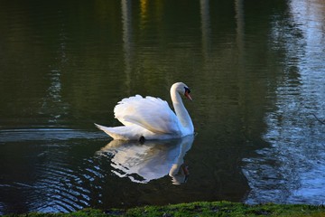 A white swan swimming in a lake in the late afternoon sun.