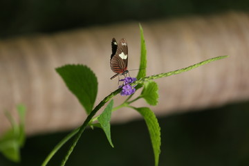 fotografias de insectos varios mariposas 