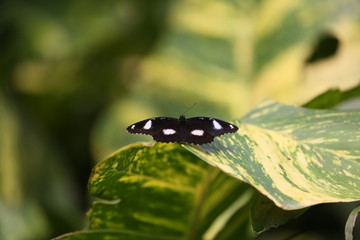 fotografias de insectos varios mariposas 