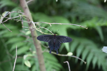 fotografias de insectos varios mariposas 