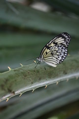 fotografias de insectos varios mariposas 