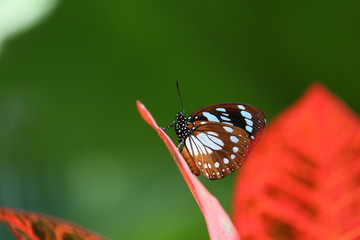 fotografias de insectos varios mariposas 