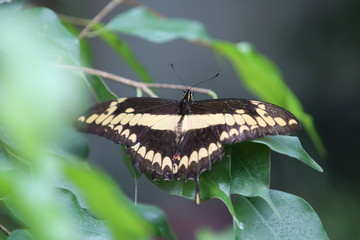 fotografias de insectos varios mariposas 