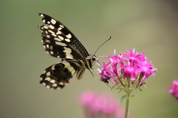 Fototapeta na wymiar fotografias de insectos varios mariposas 