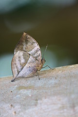 fotografias de insectos varios mariposas 
