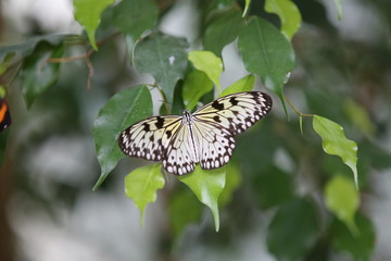 fotografias de insectos varios mariposas 