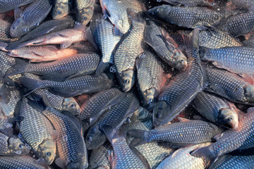 Crucian carp in the pond