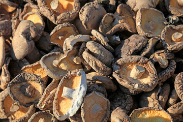 dry mushrooms