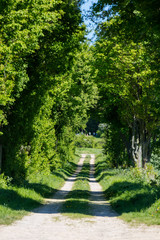Waldweg