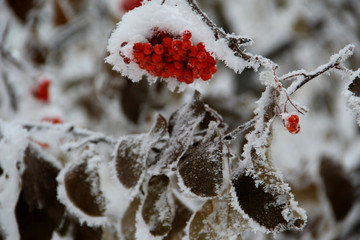 winter
