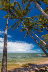 Fototapeta na wymiar Palm trees on the south end of Suttons Beach, Redcliffe, Brisbane, Australia