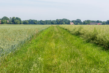 Wiese zwischen Feldern