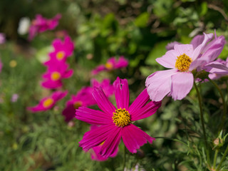 Obraz premium Pink Cosmos flowers blooming in the garden