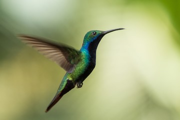 Fototapeta na wymiar Black-throated mango (Anthracothorax nigricollis) hovering in the air, caribean tropical forest, Trinidad and Tobago, bird on colorful clear background,beautiful hummingbird in flight
