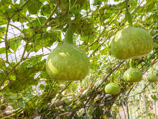 Green gourd in vegetable garden,