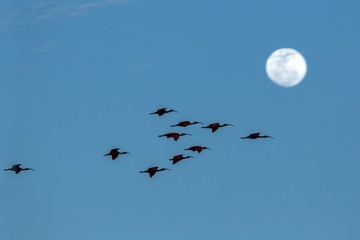 Large flock of Scarlet Ibis Eudocimus ruber returning to resting sleeping trees in evening. blue sky with moon in background during dusk, Trinidad, Caroni swamp, exotic vacation in Caribic