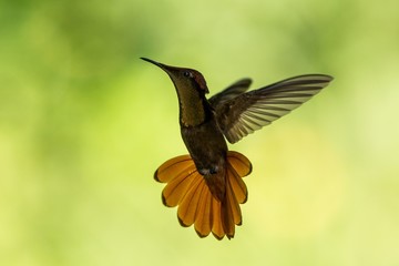 Ruby topaz (Chrysolampis mosquitus), hovering in the air, garden, caribean tropical forest, Trinidad and Tobago, bird on colorful clear background,beautiful hummingbird with yellow throat and red tail