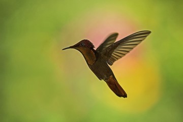 Fototapeta na wymiar Ruby topaz (Chrysolampis mosquitus), hovering in the air, garden, caribean tropical forest, Trinidad and Tobago, bird on colorful clear background,beautiful hummingbird with yellow throat and red tail