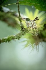 Copper-rumped hummingbird (Amazilia tobaci) sitting on nest on branch, caribean tropical forest, Trinidad and Tobago, natural habitat, nesting hummingbird, green leaves in background, cute bird