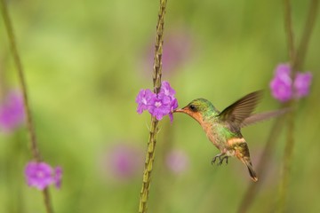 Tufted Coquette (Lophornis ornatus) hovering next to violet flower, bird in flight, caribean Trinidad and Tobago, natural habitat, beautiful hummingbird sucking nectar,colouful clear background,female