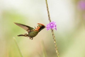Tufted Coquette (Lophornis ornatus) hovering next to violet flower, bird in flight, caribean Trinidad and Tobago, natural habitat, beautiful hummingbird sucking nectar,colouful clear background,female