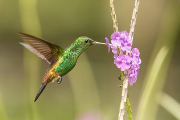 Fototapeta premium Kolibra miedziana, Amazilia tobaci unosząca się obok fioletowego kwiatu, ptak w locie, karaibski Trynidad i Tobago, naturalne środowisko, piękny nektar ssący kolibra, kolorowe przezroczyste tło
