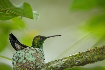 Copper-rumped hummingbird (Amazilia tobaci) sitting on nest on branch, caribean tropical forest, Trinidad and Tobago, natural habitat, nesting hummingbird, green leaves in background, cute bird