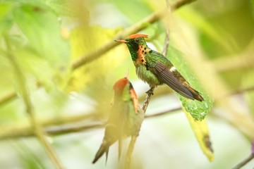 Two males of Tufted Coquette (Lophornis ornatus) sitting on branch, bird from caribean tropical forest, Trinidad and Tobago, beautiful colorful hummingbird sitting in the rain and enjoying shower