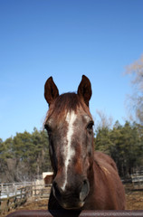 Naklejka premium Friendly horse with ears forward and blue sky 
