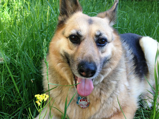Happy German Shepherd mix dog in tall grass