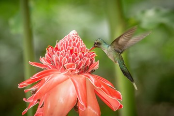 Green hermit (Phaethornis guy) hovering next to big red flower, bird in flight, caribean tropical forest, Trinidad and Tobago, natural habitat, beautiful hummingbird sucking nectar,green background