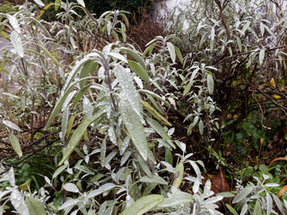 Salbei im Winter in meinem Garten. Wassertropfen stehen auf den lanzetten förmigen Blätter....