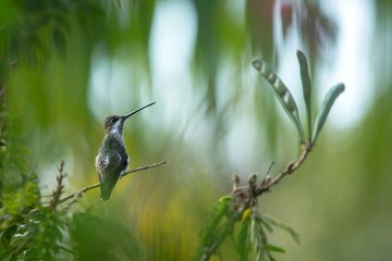 Long-billed Starthroat sitting on branch in garden, palm leaves in background, bird from caribean tropical forest, Trinidad and Tobago, beautiful tiny hummingbird, exotic adventure in Caribic
