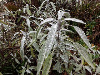 Salbei im Winter in meinem Garten. Wassertropfen stehen auf den lanzetten förmigen Blätter. Salbei (Salvia) ist eine Pflanzengattung in der Familie der Lippenblütler (Lamiaceae)