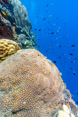 Coral reef off the coast of Bali Indonesia 
