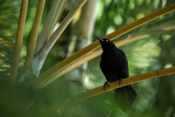 Carib Grackle sitting on palm tree in garden,  Trinidad and Tobago, black bird perching on branch, colorful and beautiful background, exotic adventure, Caribbean nature