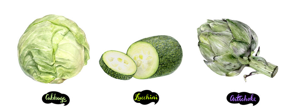 Artichoke, Zucchini, Cabbage Set Watercolor Hand Drawn Illustration.