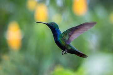 Fototapeta premium Black-throated mango (Anthracothorax nigricollis) hovering in the air, caribean tropical forest, Trinidad and Tobago, bird on colorful clear background,beautiful hummingbird in flight