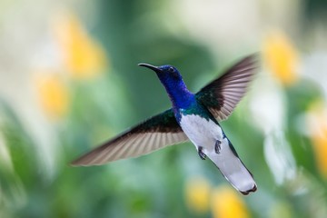 Fototapeta premium White-necked jacobin hovering in the air, caribean tropical forest, Trinidad and Tobago, bird on colorful clear background,beautiful hummingbird with white belly and blue head in flight