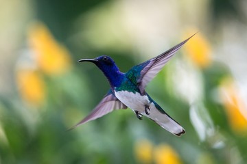 White-necked jacobin hovering in the air, caribean tropical forest, Trinidad and Tobago, bird on...