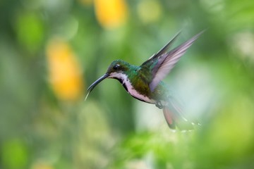 Black-throated mango (Anthracothorax nigricollis) hovering in the air, caribean tropical forest, Trinidad and Tobago, bird on colorful clear background,beautiful hummingbird in flight