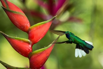 White-tailed sabrewing hovering next to pink mimosa flower, bird in flight, caribean tropical forest, Trinidad and Tobago, natural habitat, hummingbird sucking nectar, colouful background