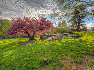 Central Park in spring with flowers and trees