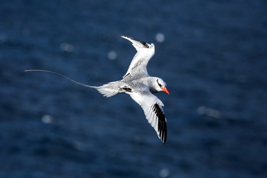 Red-billed Tropicbird (Phaethon aethereus) flying over the Pacific ocean near Galapagos Islands, beautiful white bird with sea and cliffs in background, elegant bird with long tail