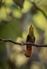 Ruby topaz (Chrysolampis mosquitus) sitting on branch, bird from caribean tropical forest, Trinidad...