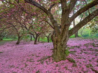 Obraz premium Central Park in spring with flowers and trees