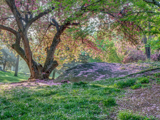 Central Park in spring with flowers and trees
