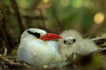 Red-billed Tropicbird (Phaethon aethereus) on nest with its chick, beautiful white bird with tropical forest in background, elegant bird with red beak, exotic adventure in Caribbean nature