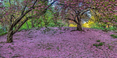 Central Park in spring with flowers and trees
