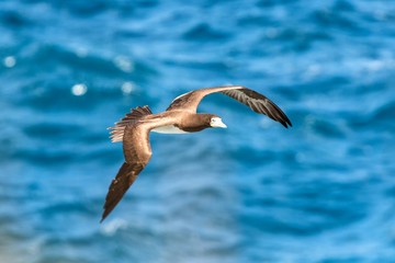 Masked booby (Sula dactylatra) flying over the Atlantic ocean near Tobago Island in caribean sea, beautiful marine bird with sea in background